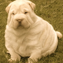 pudgypuppies avatar