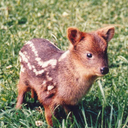 pudu-deer avatar