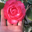 puellairataest avatar