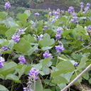 puerariapurpureobractea avatar