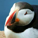 puffin-master avatar