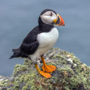 puffincore avatar