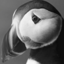 puffinponderings avatar