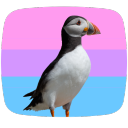 puffinpositivity avatar