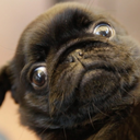 pug-hugs avatar