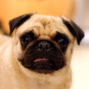 pug-inu avatar