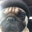 pug-shots avatar