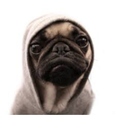 pug-the-thug avatar