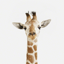 puga-shuffs-blog avatar