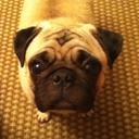 pugdexter avatar