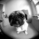 pugdomination avatar