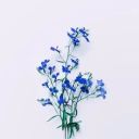 pugetprincess avatar