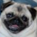 puggbutt-blog avatar