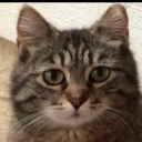 pugglesmuggler avatar