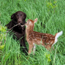 pugnaciousdaddy avatar