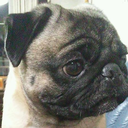 pugnogonchan-blog avatar