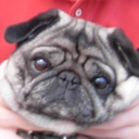 pugs-have-scrunchy-faces avatar