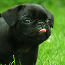pugsandhugsworld avatar