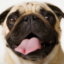 pugsession avatar