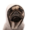 pugsforthugs avatar