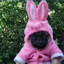 pugsinclothes-blog avatar