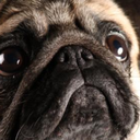 pugsofi avatar