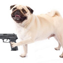 pugwithagun avatar