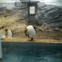 puhipuhi-blog avatar