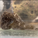 pulsethebabyoctopus avatar