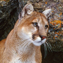 puma-pines avatar