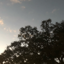 pumpkin-breads avatar