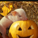 pumpkin-piggy avatar