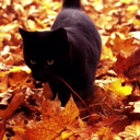 pumpkin-spice-and-chilly-nights avatar