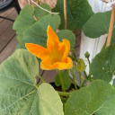 pumpkinbutch1 avatar