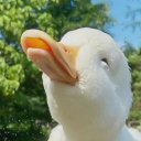 pumpkinkarver avatar