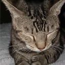 pumpkinpatches2005 avatar