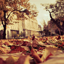 pumpkinsandbonfires avatar