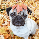 pumpkinsandpecans avatar