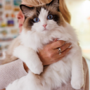 pumpkinsparklesdolls avatar