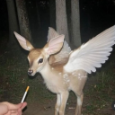 pumpkinspiceinsanity avatar