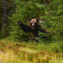 punannydreaming avatar