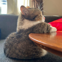 puni-mjesec-nas-obasja avatar