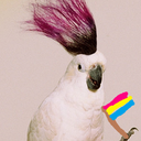 punkbirb avatar