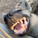 punkgemjasper avatar