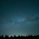 punkrock-flower avatar