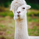 punkrockalpaca avatar