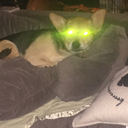 punkrockvalkyrie avatar