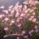 punnypuffpuff avatar