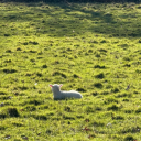 punzie-universe avatar