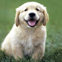 puppiesallover-blog avatar